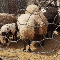 پنج عدد میش و بره