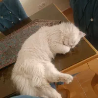 گربه نر پرشین