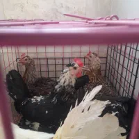 مرغ لری|حیوانات مزرعه|محلات, |دیوار