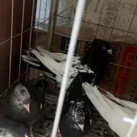 کبوتران مولداصیل بعلت جابجایی مکان بفروش میرسد .|پرنده|مشهد, نیروی هوایی|دیوار