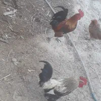 خروس عربی|پرنده|شادگان, |دیوار