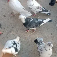 کبوتر پرشی|پرنده|گلپایگان, |دیوار