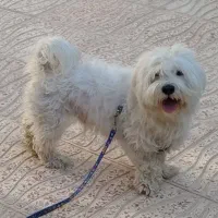 فروش‌۳تا سگ