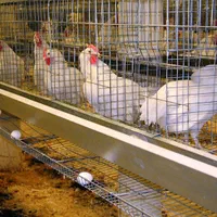 کارگر مرغداری تخمگذار