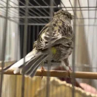 قناری|پرنده|اندیشه, اندیشه فاز ۱|دیوار