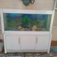 اکواریوم ماهی