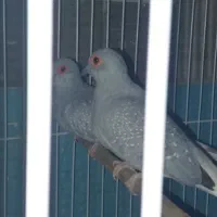 ی جفت کبوتر الماسی  مولد اندازه مرغ عشق|پرنده|تهران, شهرک علم و فناوری|دیوار