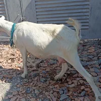 بز سانن شیری|حیوانات مزرعه|سیمین شهر, |دیوار