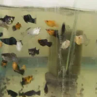 مولی و سوارتل|ماهی|کاشان, فین بزرگ|دیوار