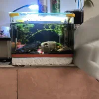 چانا آسیاتک|ماهی|قم, شهرک امام حسن|دیوار