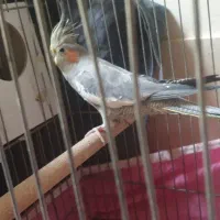 عروس هلندی جفت مولد