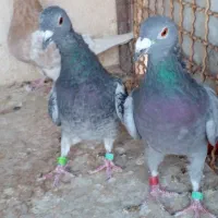 پلاکی ماده|پرنده|تربت‌حیدریه, ۴۵ متری|دیوار