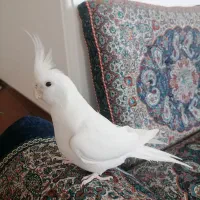 عروس هلندی