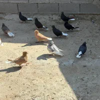 کبوتر دم سفید