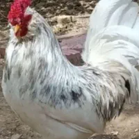 فروش تخم مرغ گلین بدون پر غلط مشکی و پنگوئنی