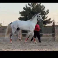 اسب زیبا پرشی