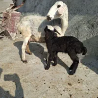 گوسفند با نر بره