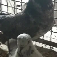 فروش|پرنده|فراغی, |دیوار