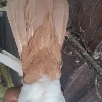 کفتر ماده دم زرد