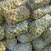 سیب سفید و قرمز