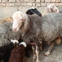 گوسفند نر تخمی ۲ ساله وزن بالا و کار بلد۱۰۰ کیلو|حیوانات مزرعه|ارطه, |دیوار