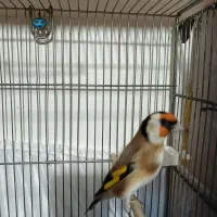 سهره نر ماده