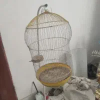 قفس