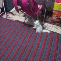 گربه پرشین ۶ماهه سفید حرف گوش کن|گربه|بجنورد, |دیوار