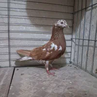 کفتر انگلیسی ماده|پرنده|فردیس, شهرک وحدت|دیوار