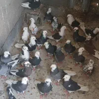 کفتر. نرماده گنجه ابلق ۳۳ عدد گنجه سرور۴۰ عدد