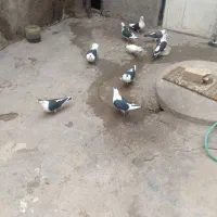 حیوان