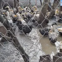 بوقلمون کیلویی۲۵۰۰۰۰هزار و اردک  دونه ای ۴۰۰