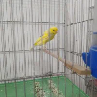 قناری رسمی بلند|پرنده|فولادشهر, مسکن مهر فولادشهر|دیوار