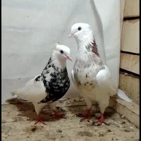 دو جفت کبوتر طوقی