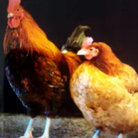 خروس و مرغ تخمگذار