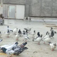 کبوتر پرشتی