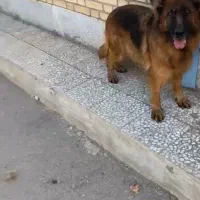 ماده  شولاین توله داده   فقط تماس