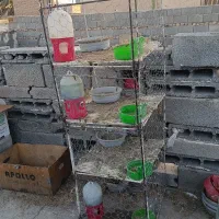 جفتگاه کبوتر