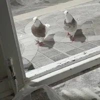 جفت طوقی|پرنده|جیرفت, |دیوار