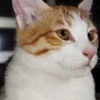 واگذاری گربه