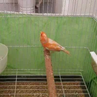 قناری موزائیکی|پرنده|شیراز, ماه فیروزان|دیوار