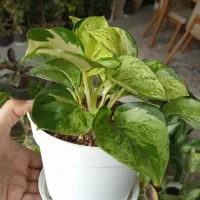 گیاه پتوس منجولا و زعفرانی|گل و گیاه طبیعی|شاهینشهر, شهرک هشت بهشت|دیوار