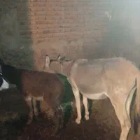 یک عدد خر به همراه کره خر نر|حیوانات مزرعه|اردبیل, |دیوار