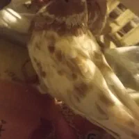 جراحی|پرنده|چمران, |دیوار