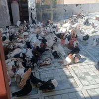 کبوتر کلکسیونی و پرشی درجه یک|پرنده|سردشت, |دیوار