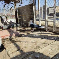 چپ سیاه ماده