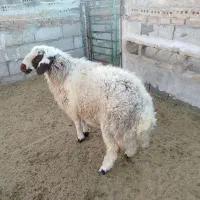 گوسفند|حیوانات مزرعه|فردوس (خراسان), |دیوار