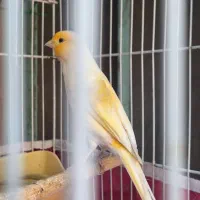 قناری  پرتقالی درشت کوتاه بلند سوخته مست مست|پرنده|کارون, |دیوار