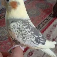 عروس هلندی ماده دستی