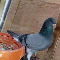 نروماده دمگیر خرقه یه سر روس|پرنده|برخوار, |دیوار